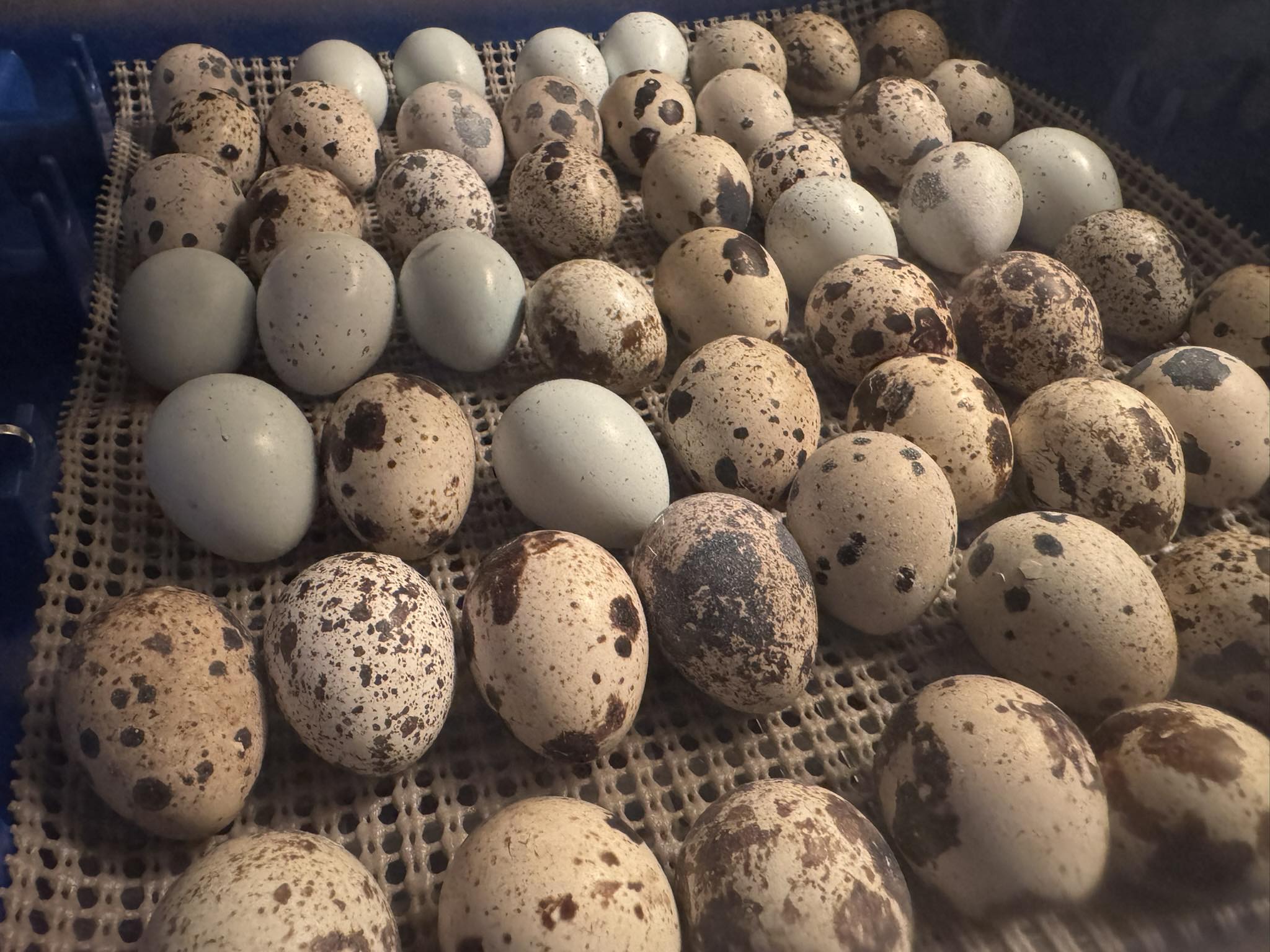24 Jumbo White Coturnix Quail Hatching Eggs