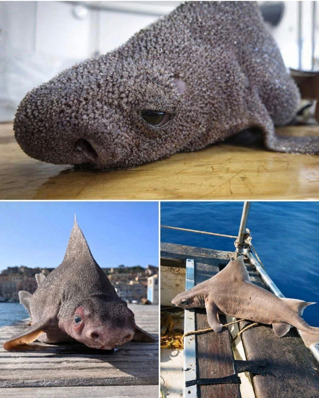 Linda - 🔥 This is the ANGULAR ROUGHSHARK - One of the Weirdest Sharks ...