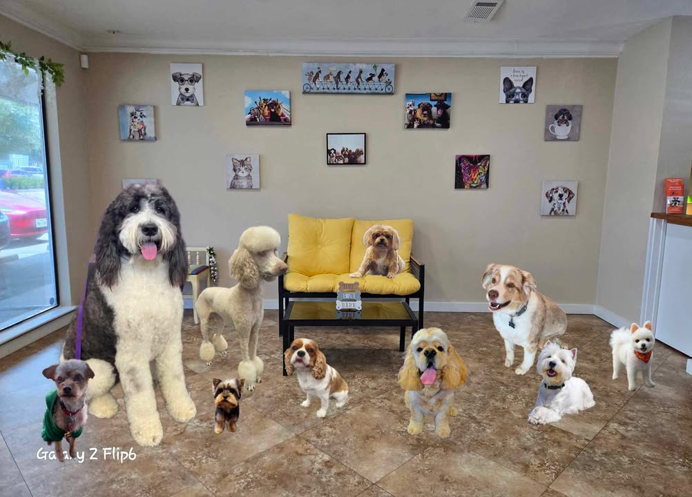 The Grooming Place | Flower Mound TX