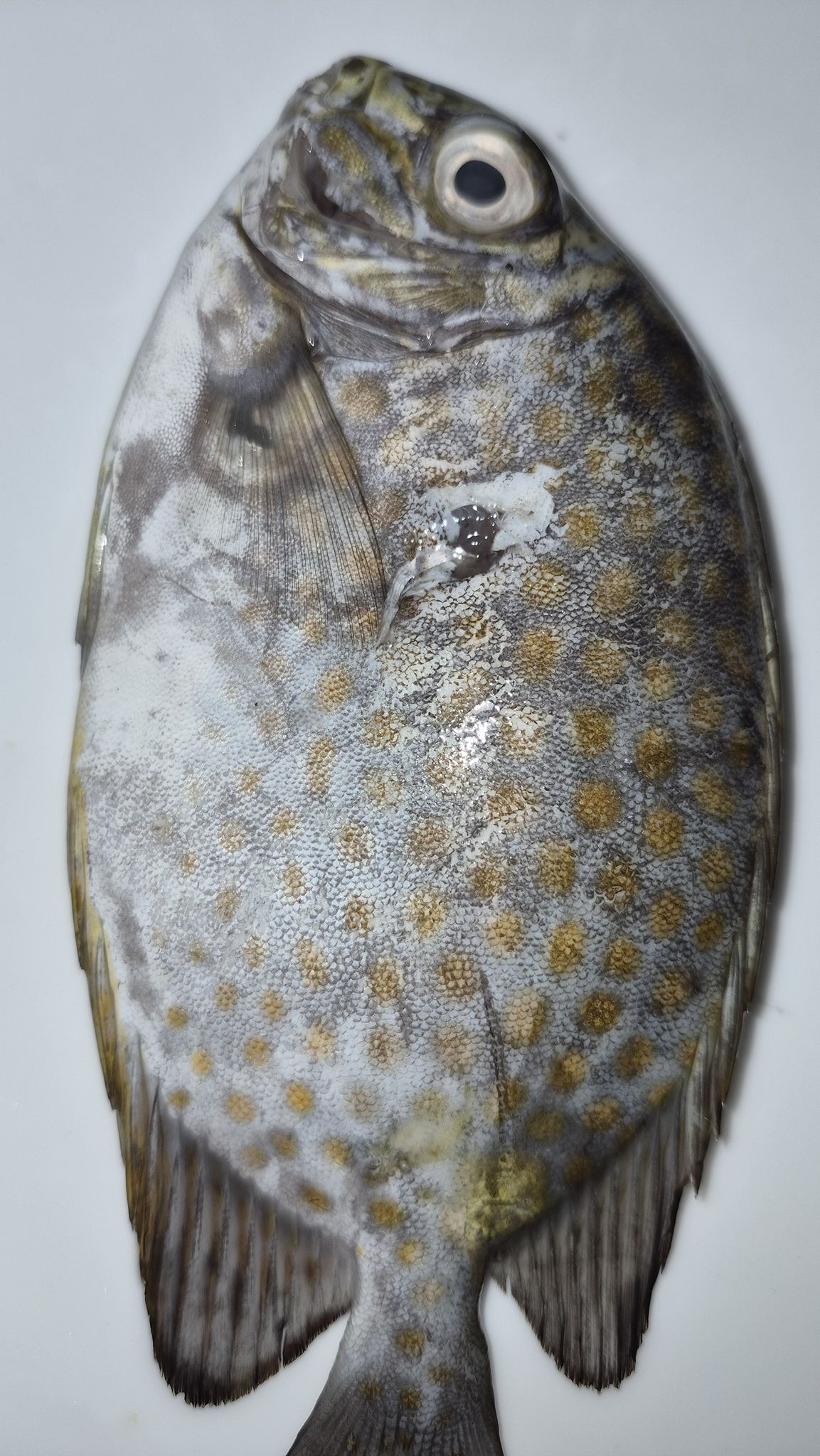 Samaral fish, The fish has firm,... - Underwater Fishing life | Facebook