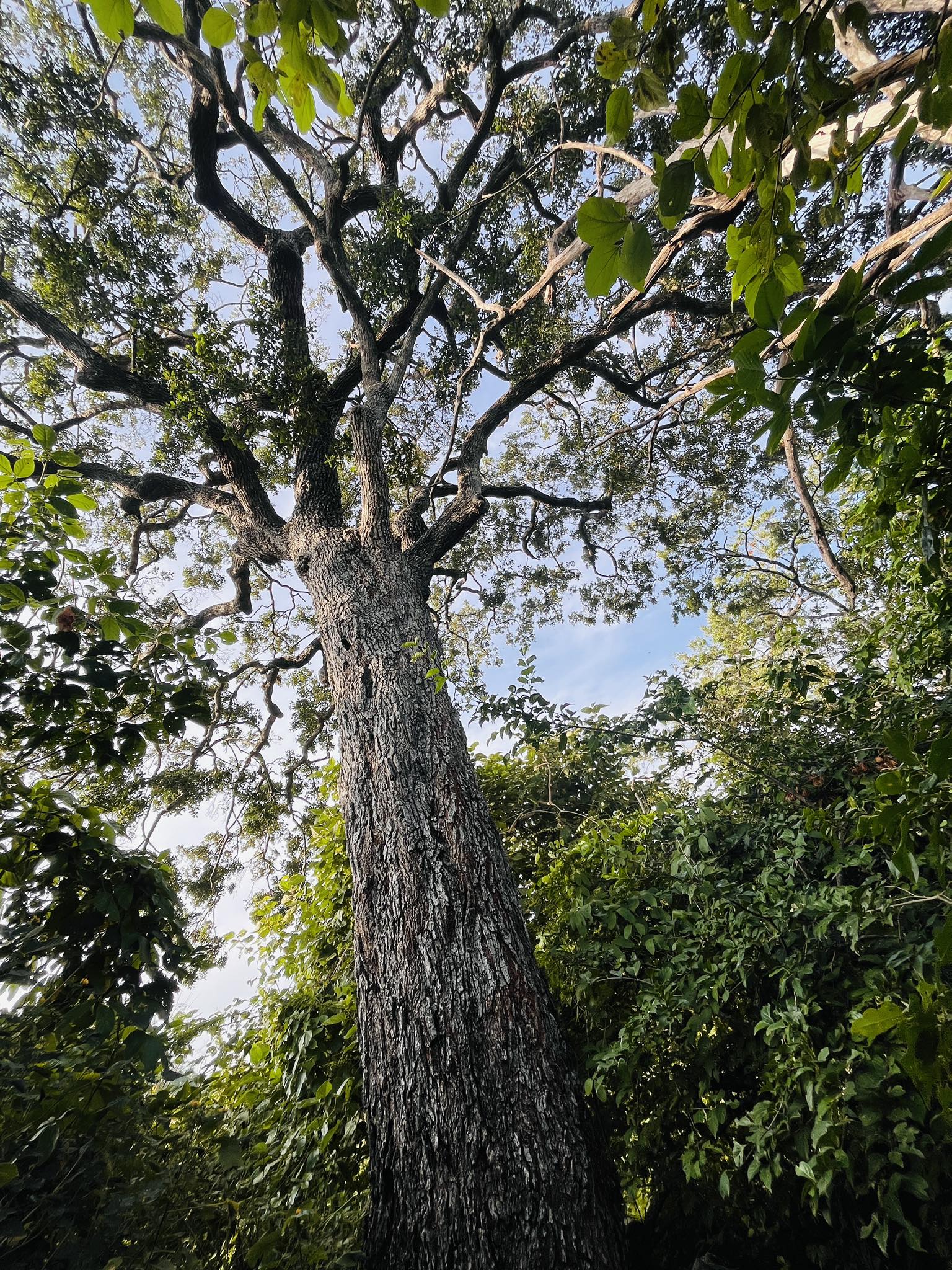 Wasantha Aiya