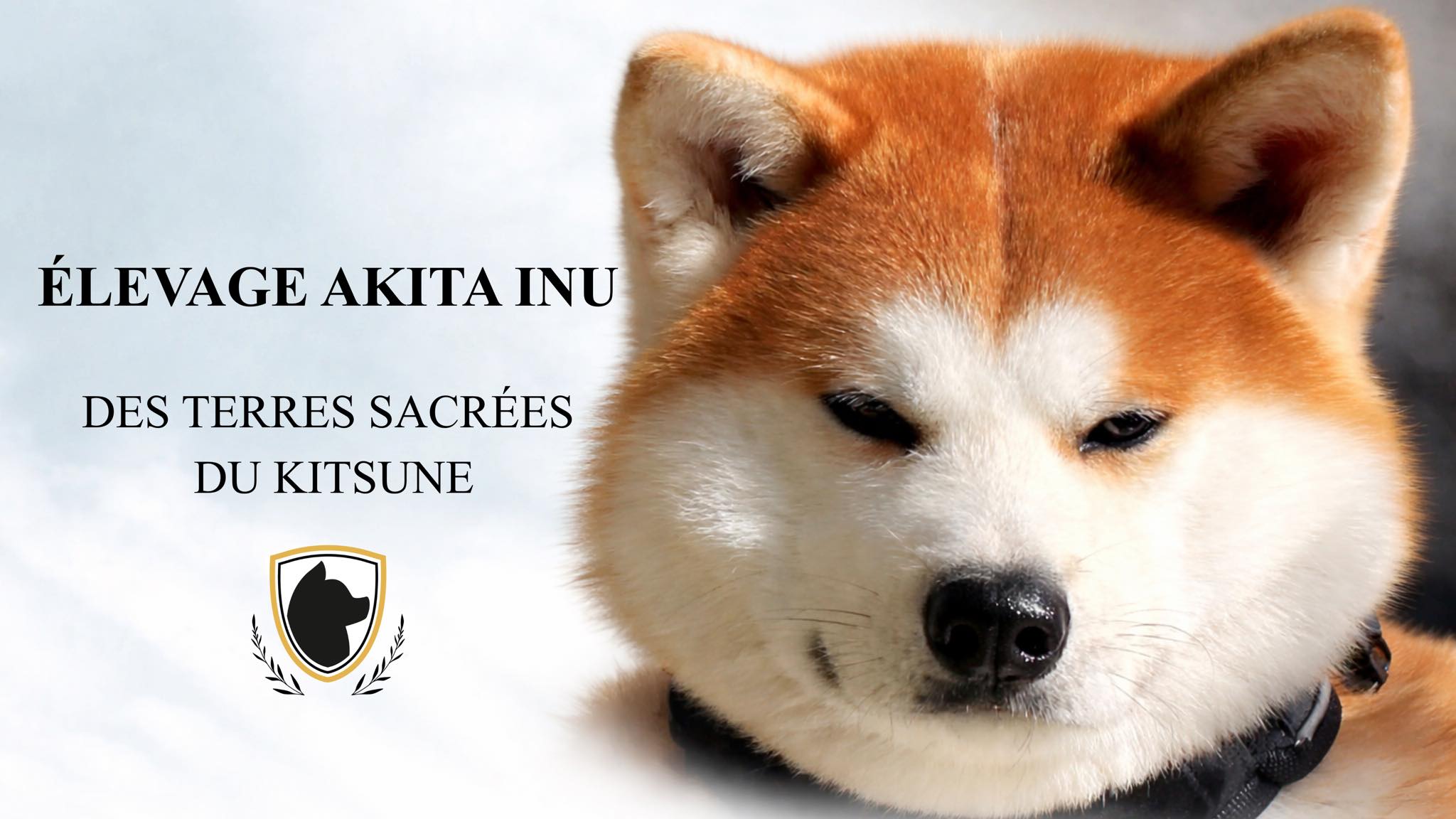Elevage Akita Inu - Des Terres Sacrées Du Kitsune | Cauro