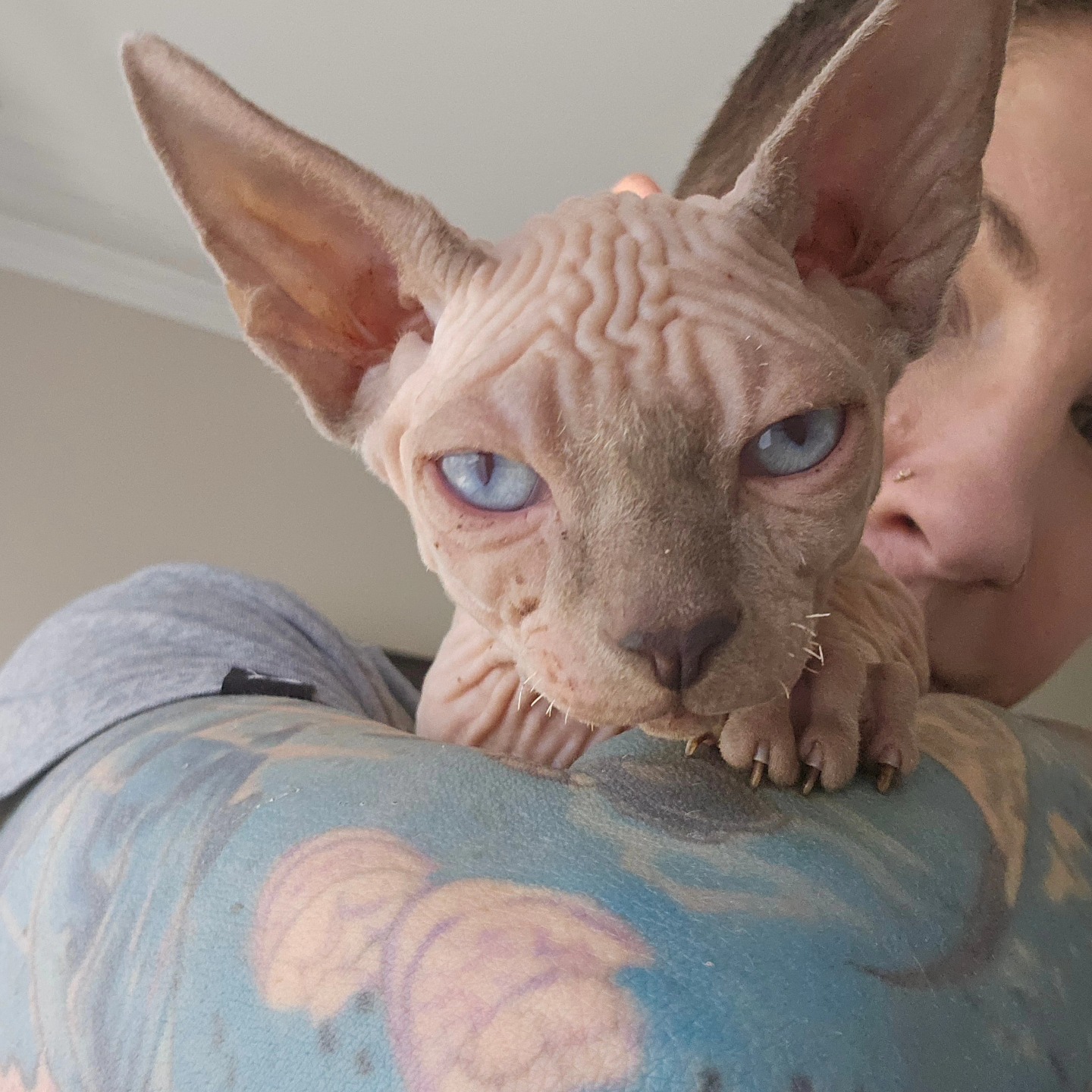 Great Home FOUND - Botox Sphynx Cat Breeder | Facebook