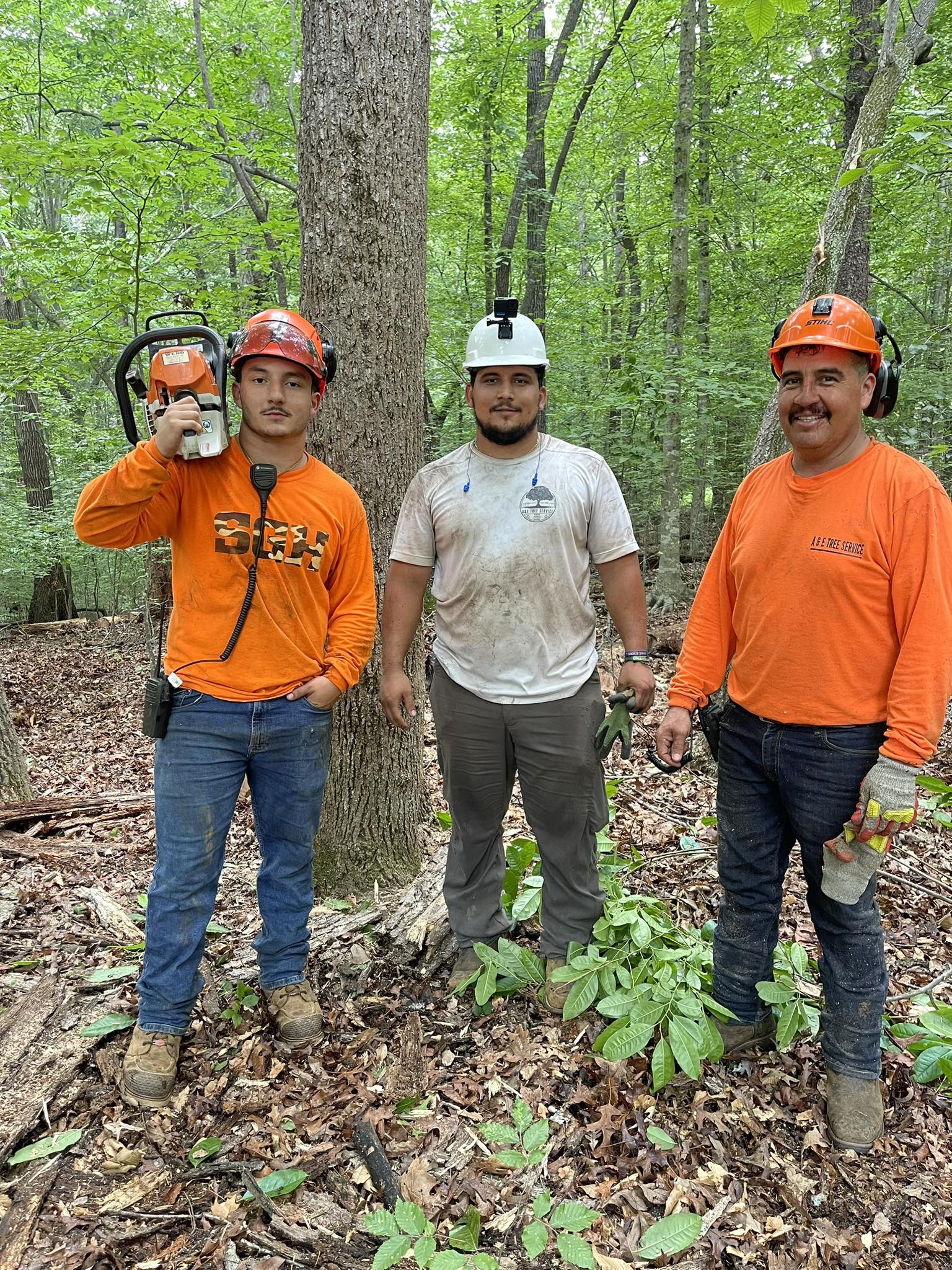 A&E Tree Service | Pilot Mountain NC