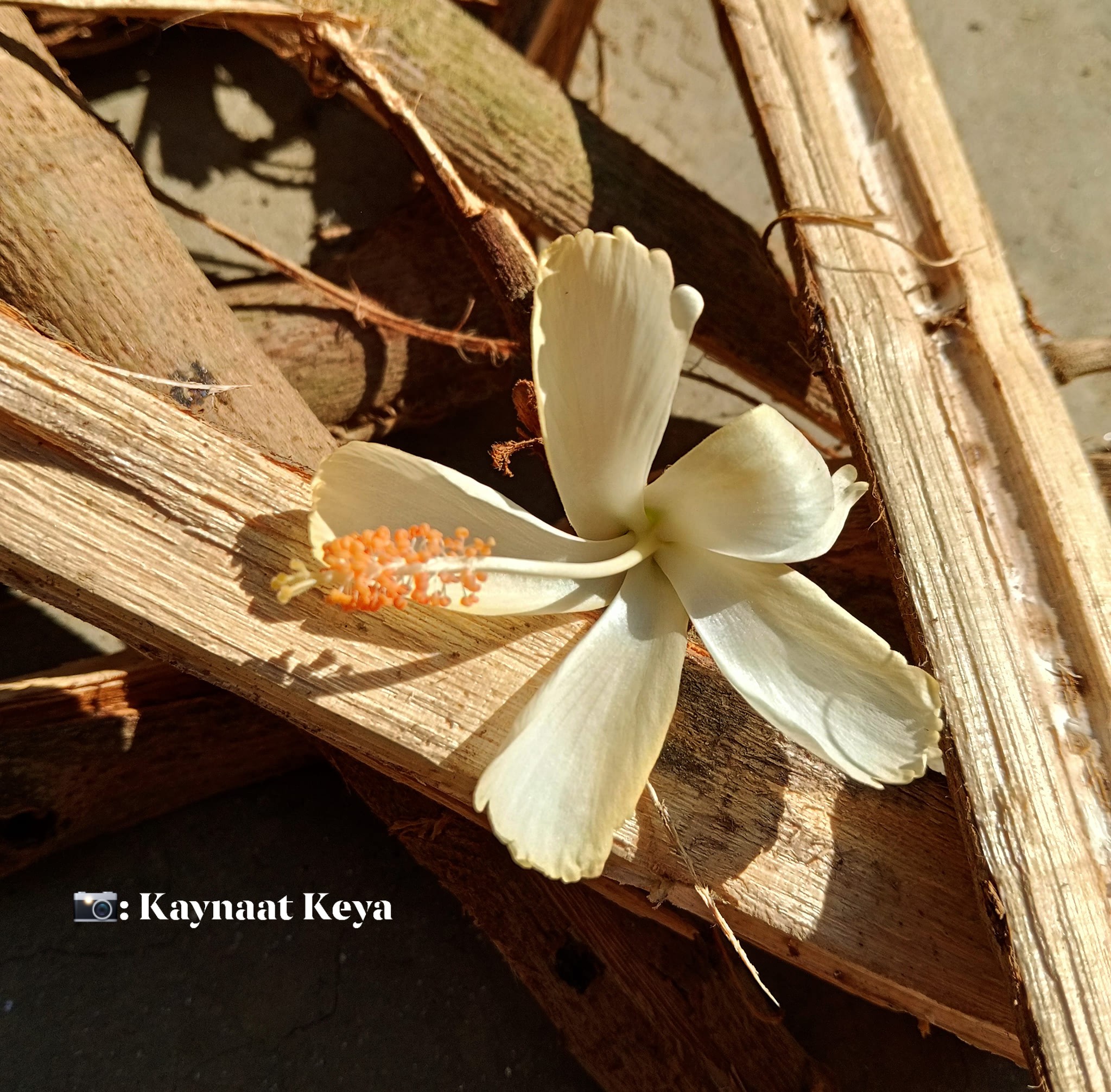 Kaynaat Keya