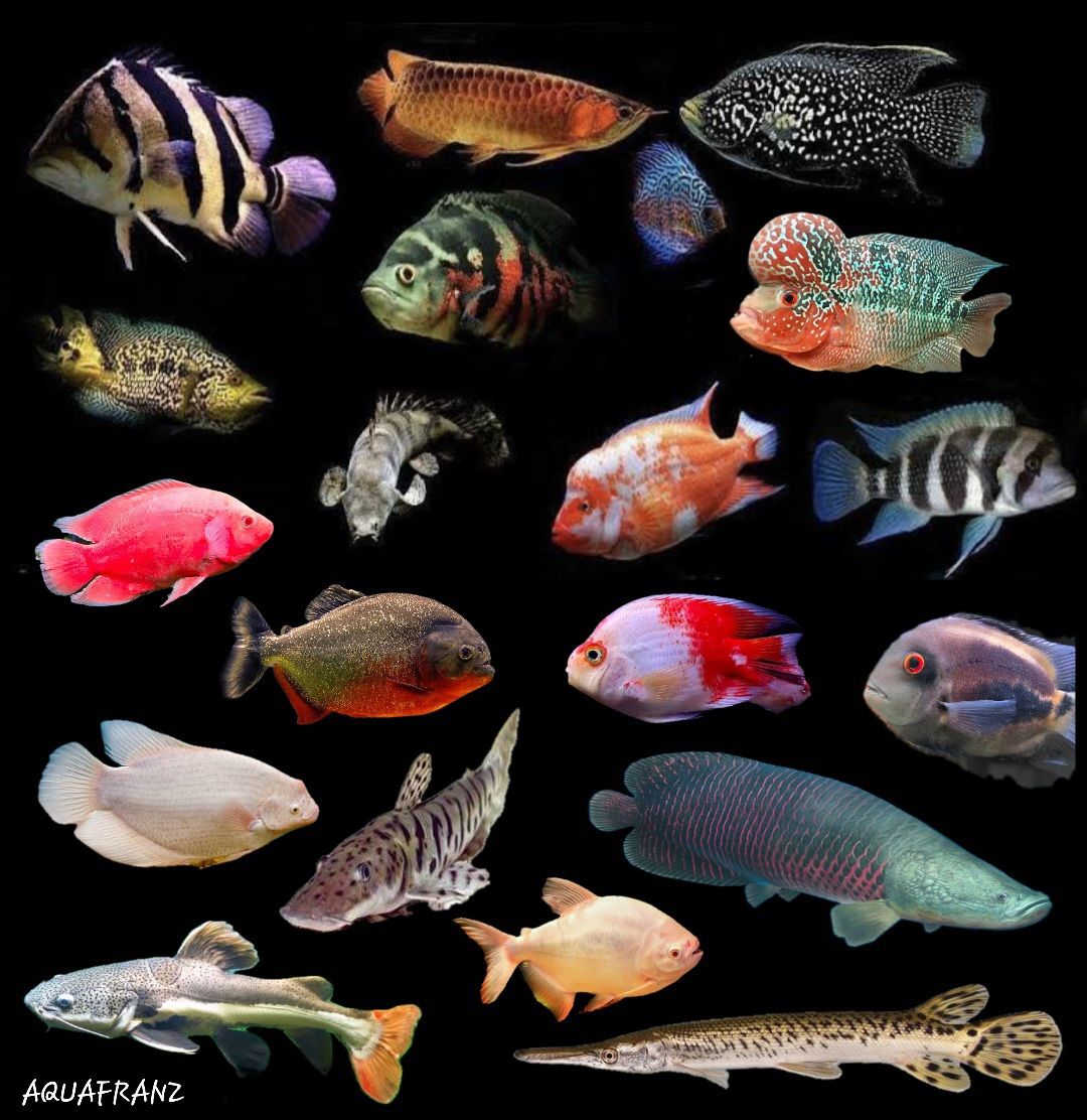 AquaFranz - Your Top 5 monster fish & share for free stickers! 🐟 | Facebook