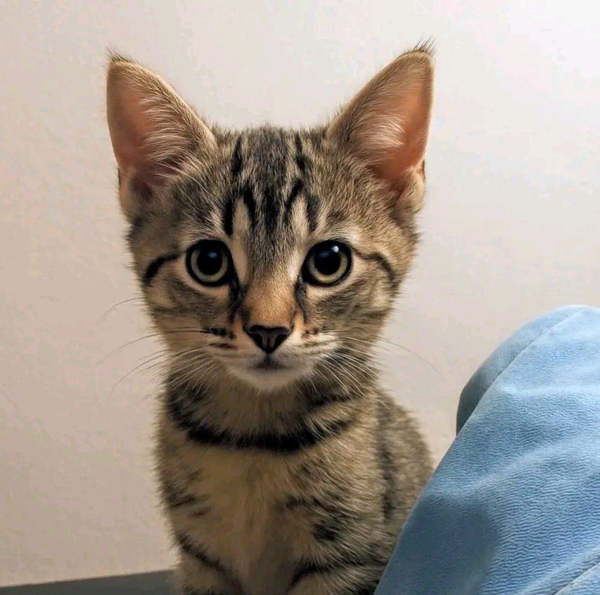 Baby wins the race to the snack bowl. #kittycat #kittens #cat # ...