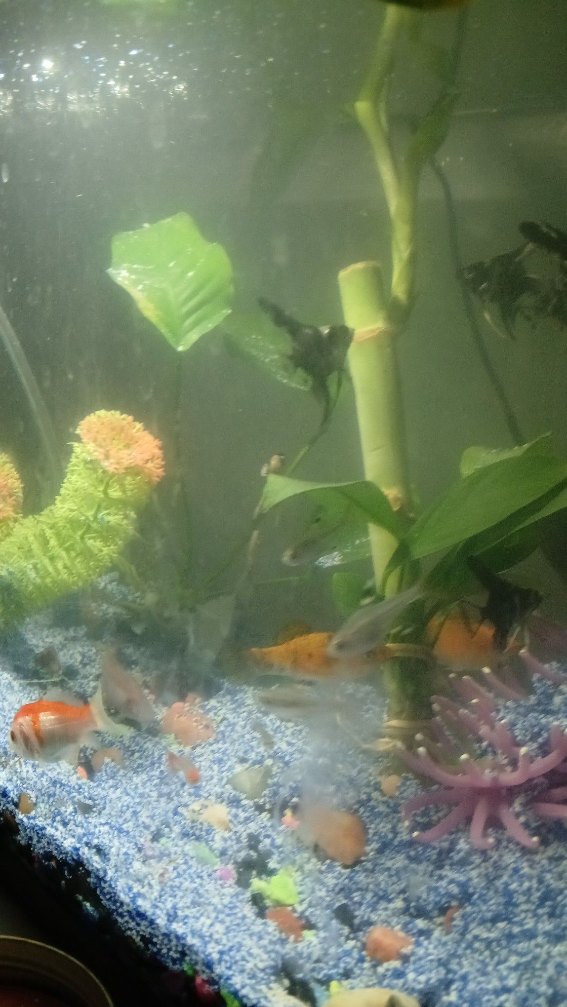 classifieds fish tank accessories Cave Life Style Mountain It also comes with exclusive Top Fin HydroChange technology Goldfish Tank Aliexpress Aquarium Accessories