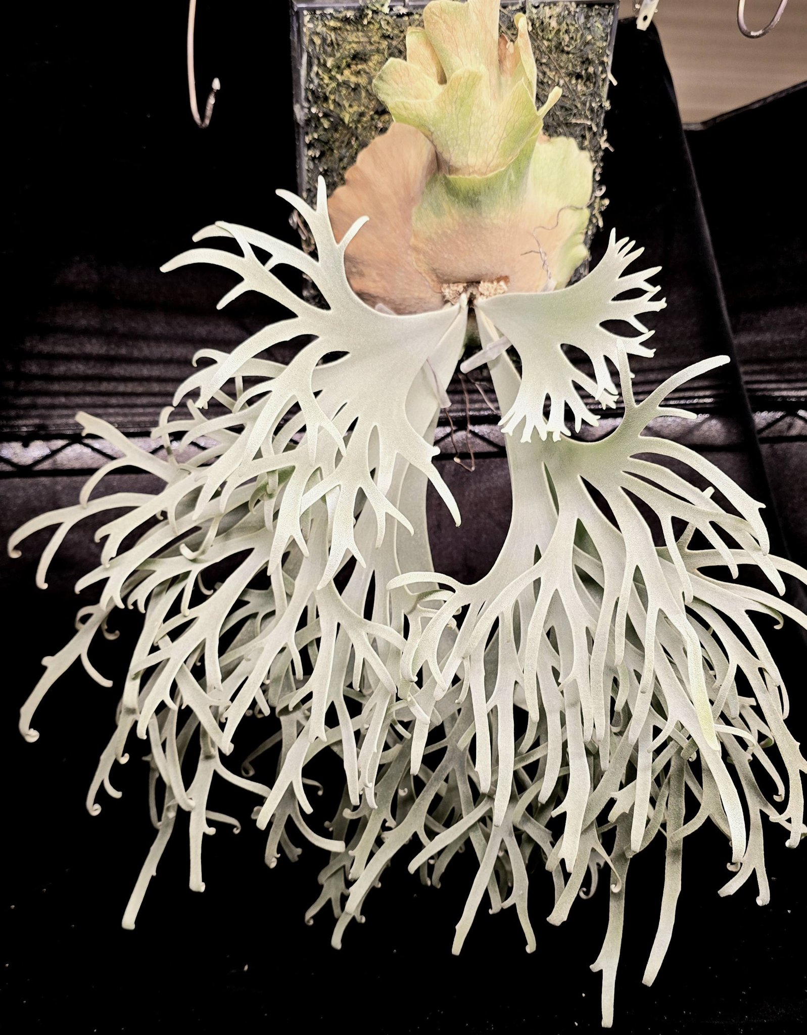 P.willinckii Yellow moon x FSQ sporeling selection 黃月交FSQ特選