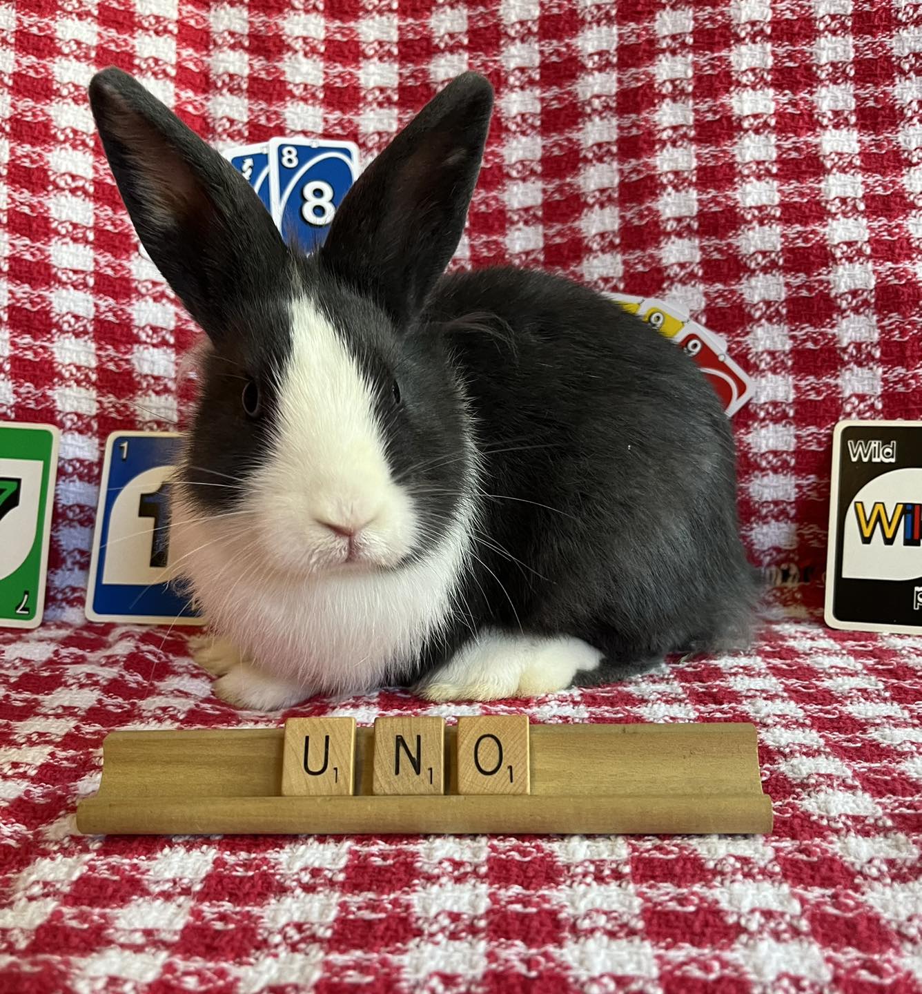 Here are the names of the... - East Bay Rabbit Rescue | Facebook