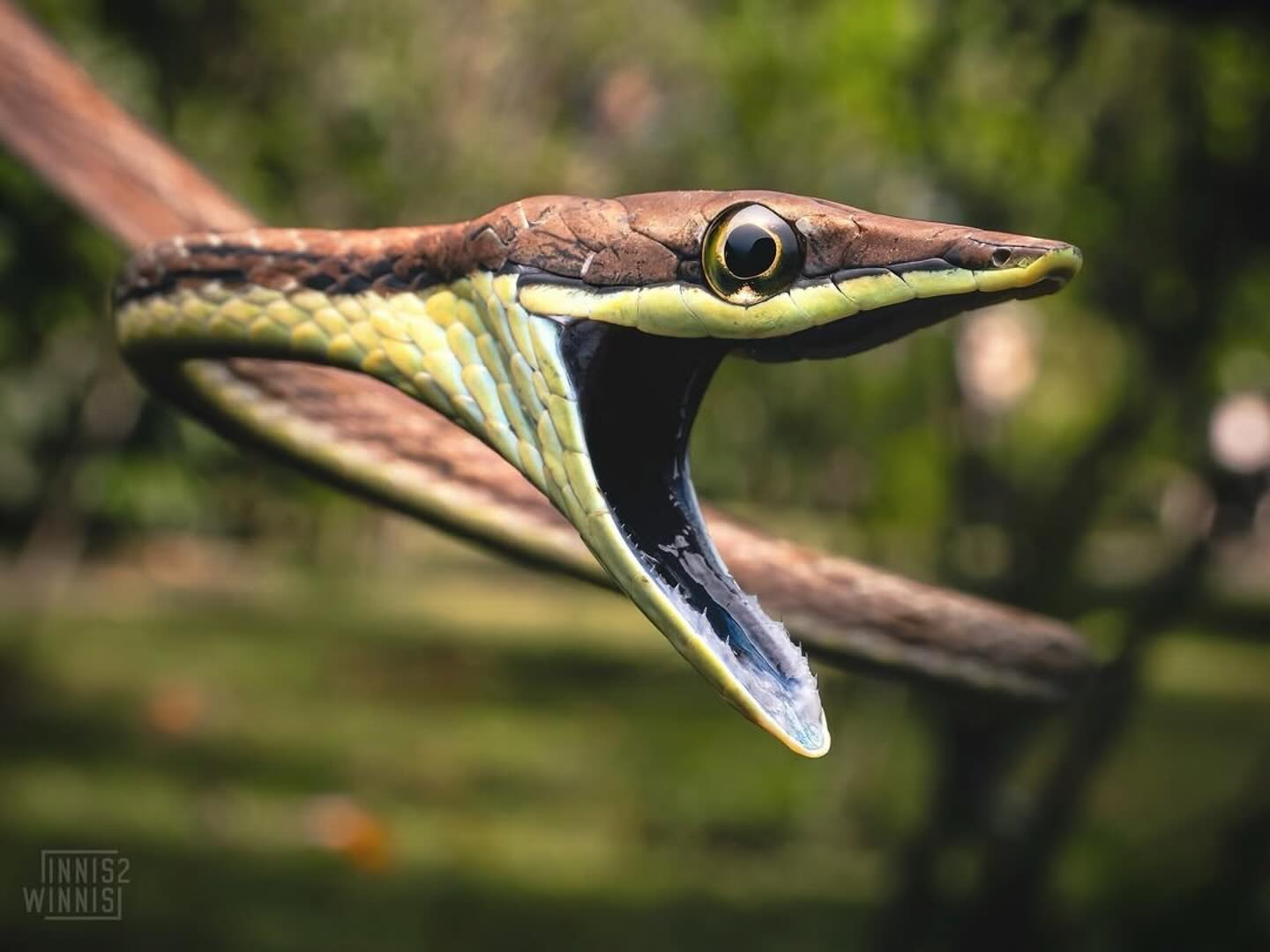 Rainforest - But while the tree frog might be the top predator of the ...