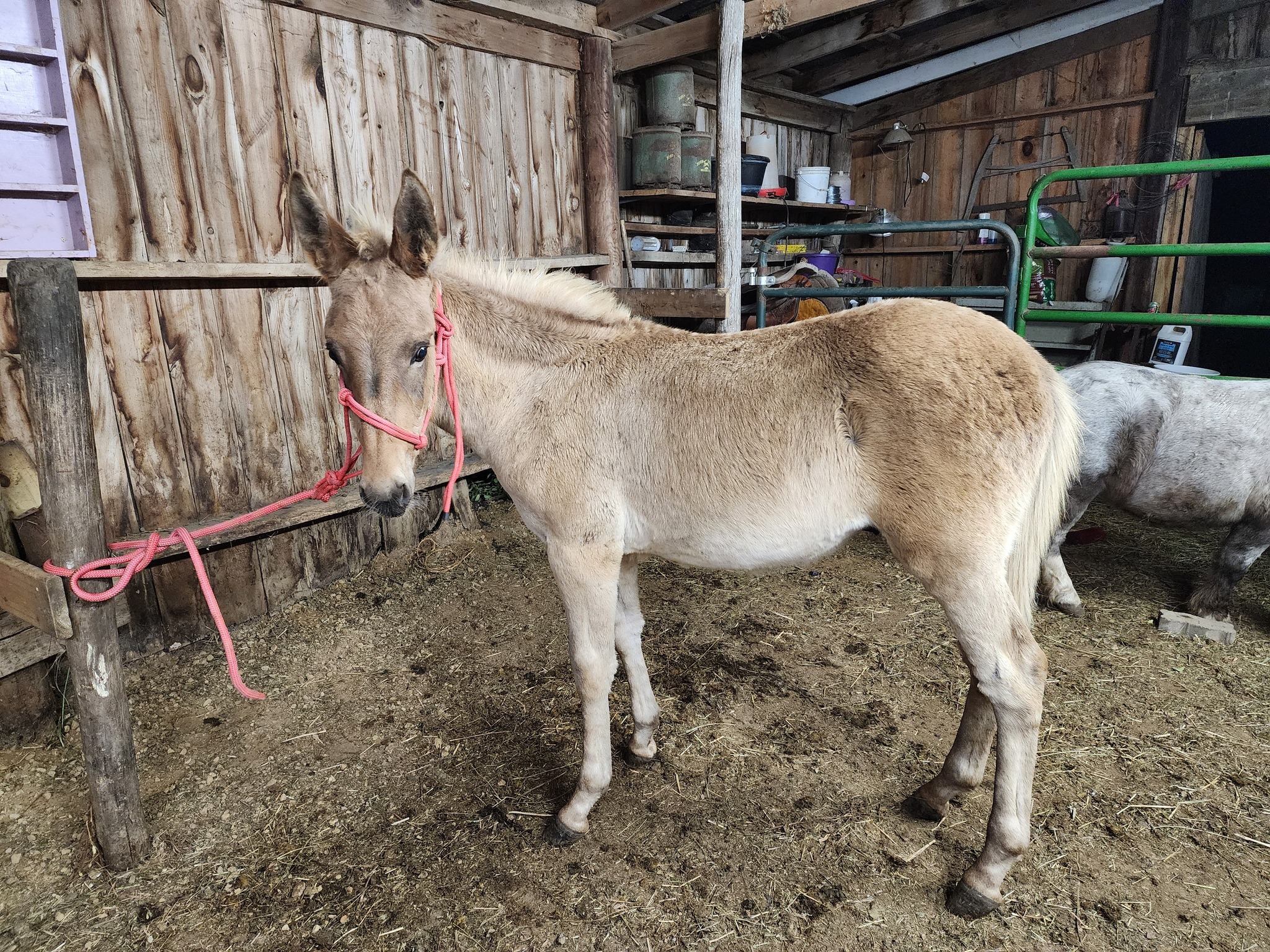 Revolution Ranch LLC | Milltown WI