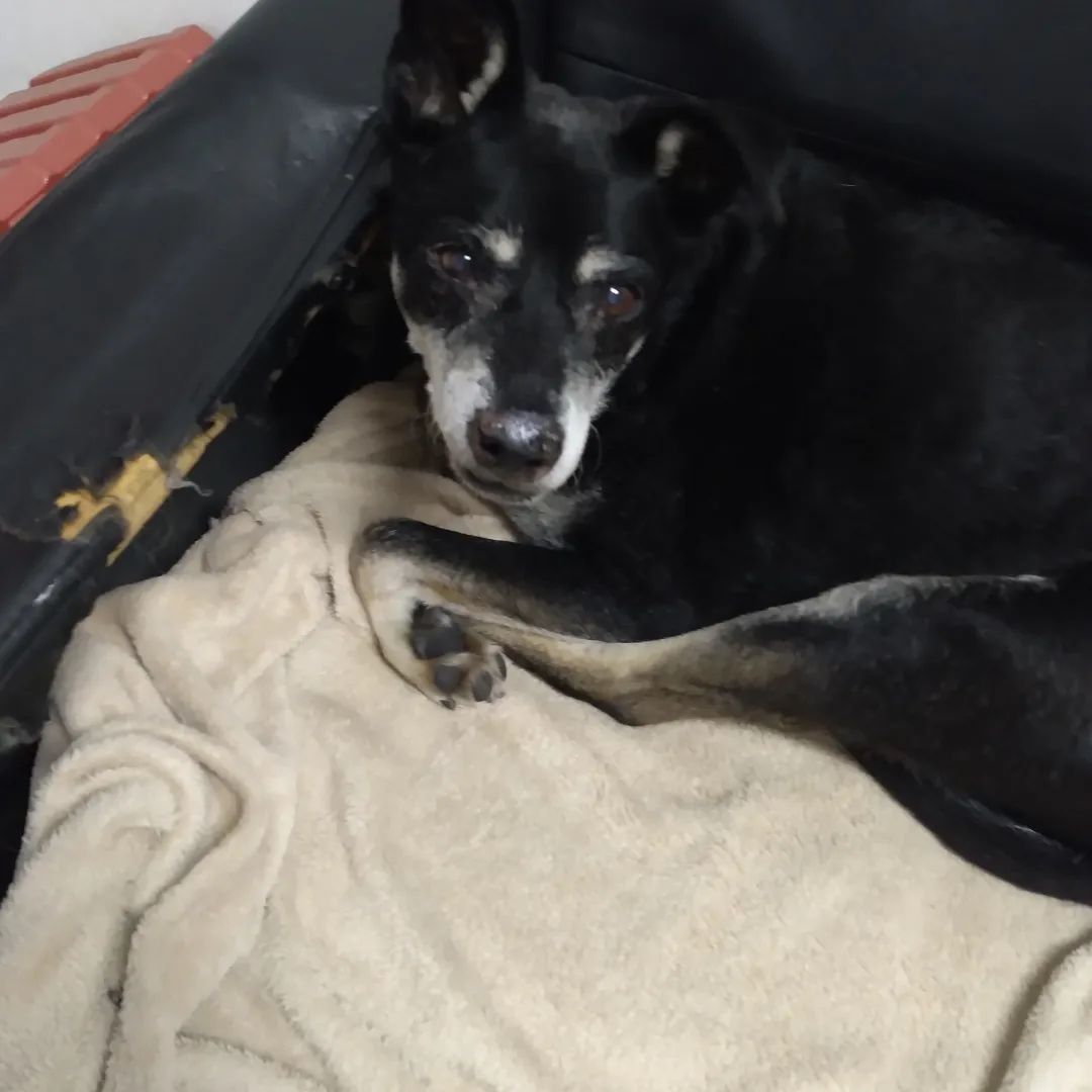 Libi Espaço Pet | São Caetano do Sul SP