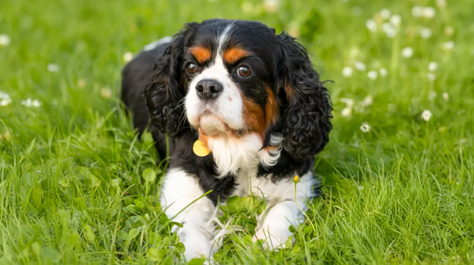 Cavalier King Charles Spaniel Owners! 🐶💖 | Facebook