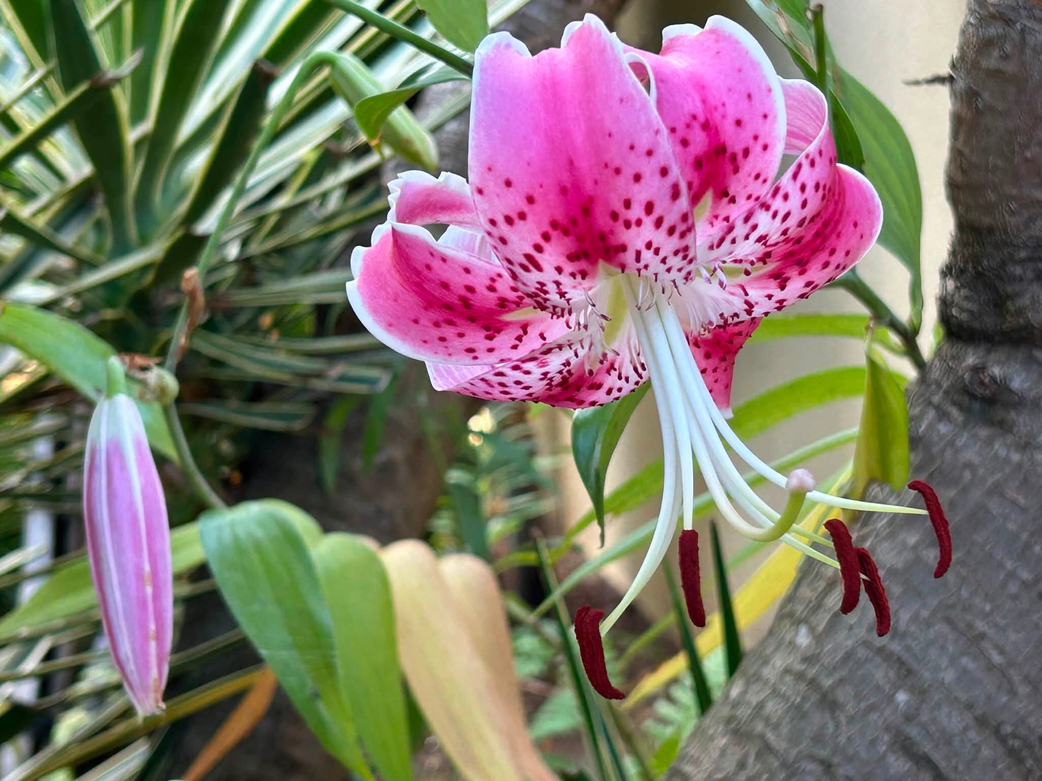 つきがわ様のお花　ご確認用 これは何のお花？
