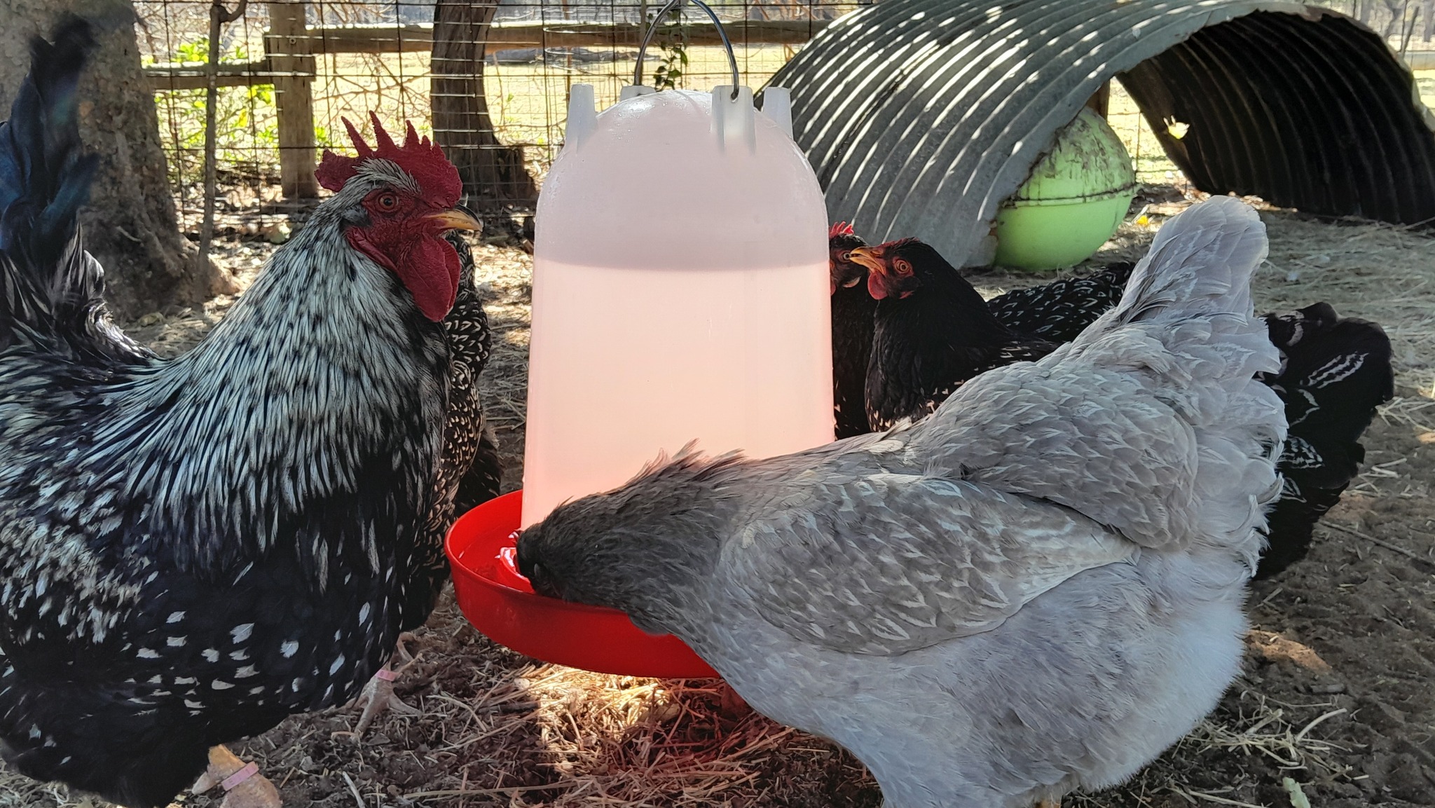 b12 injections for chickens Using injectable vitamin B on chickens? How Its Sold 100 ✨ B12 vs. Lipo Size:1L HDPE Jug Value Plus