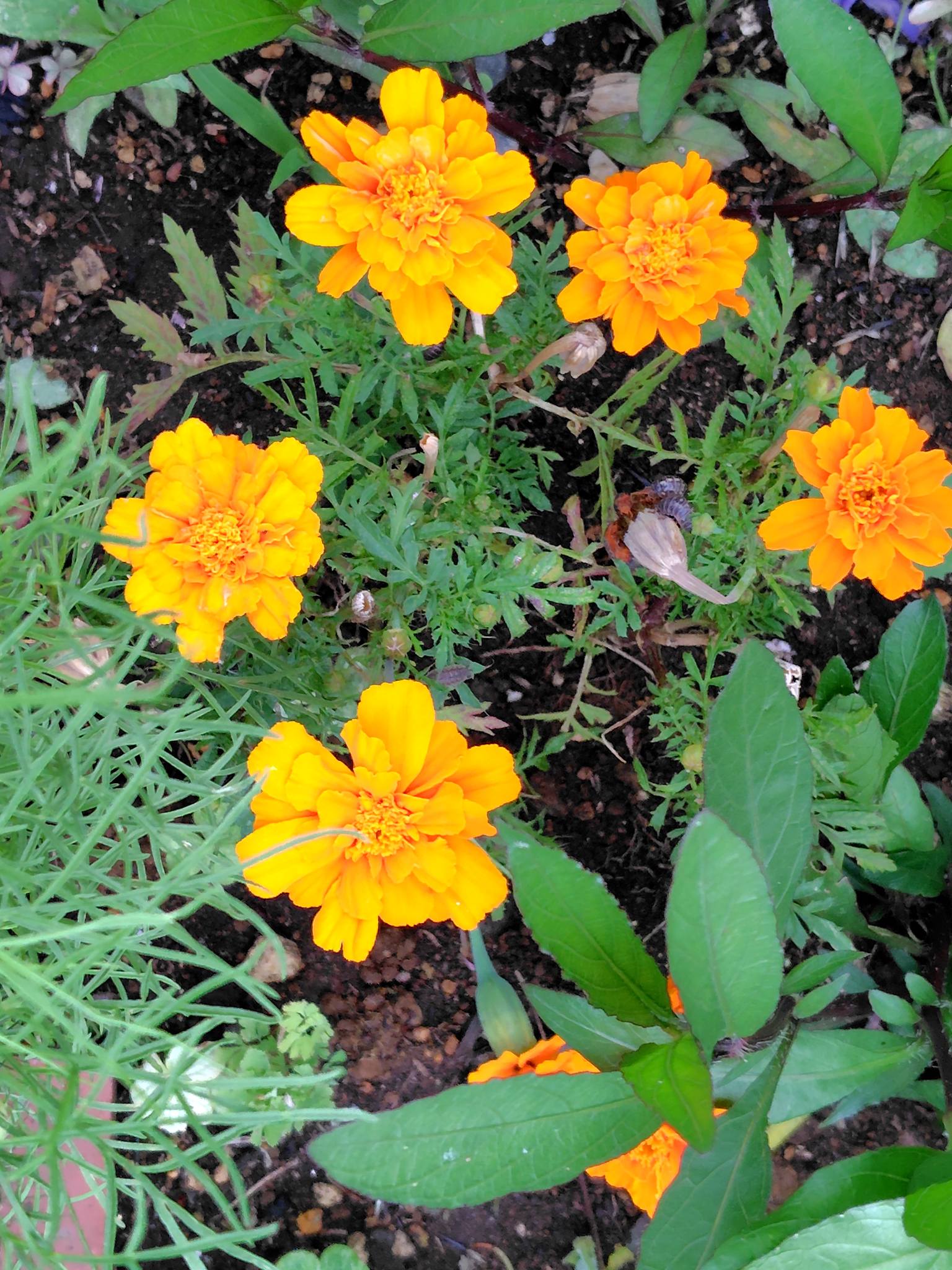 今日の朝、スマホ（AQUOS sense8）で撮った、国道沿いの花壇で咲く 
