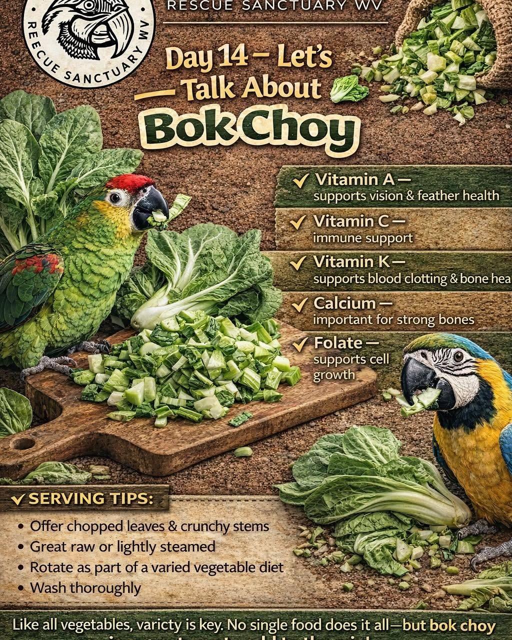 T & - Let’s Talk About Vegetables Day 14- Bok Choy 🥬 Also known as ...