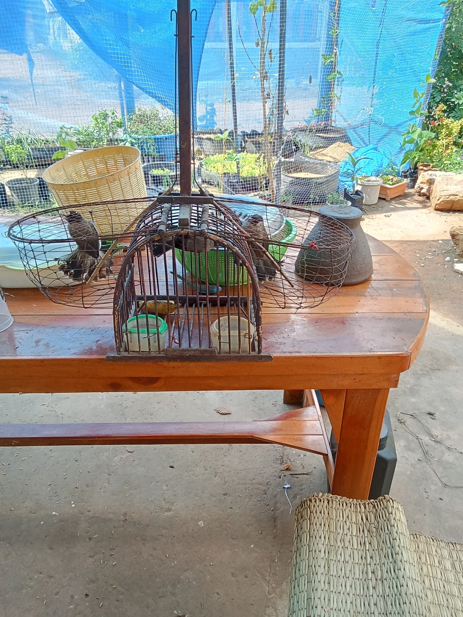 นง พละลี