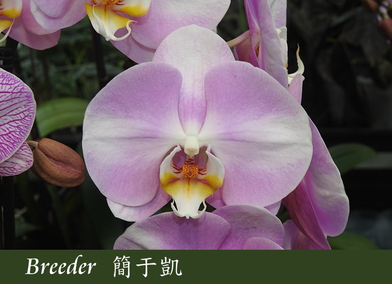 Phalaenopsis Star's Chanel, Ming-Shing Lin 2020, 明星香奈兒蝴蝶蘭