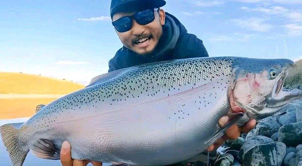 Huge Rainbow Trout in New Zealand