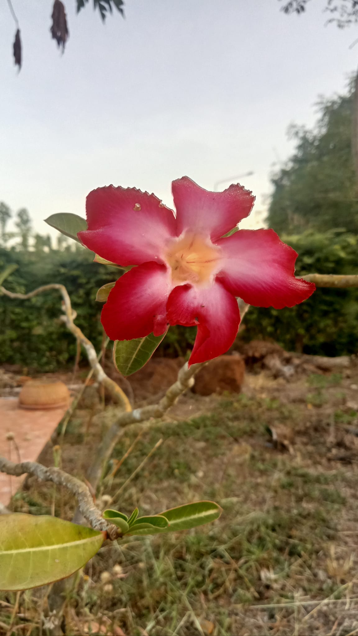 Chatree Kee