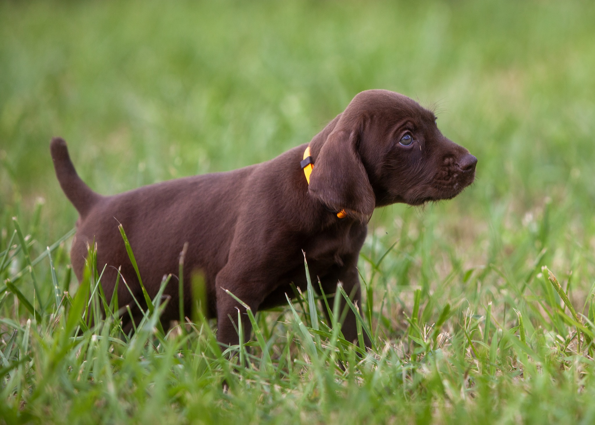 Jackson Point Pudelpointers | Flat Rock AL