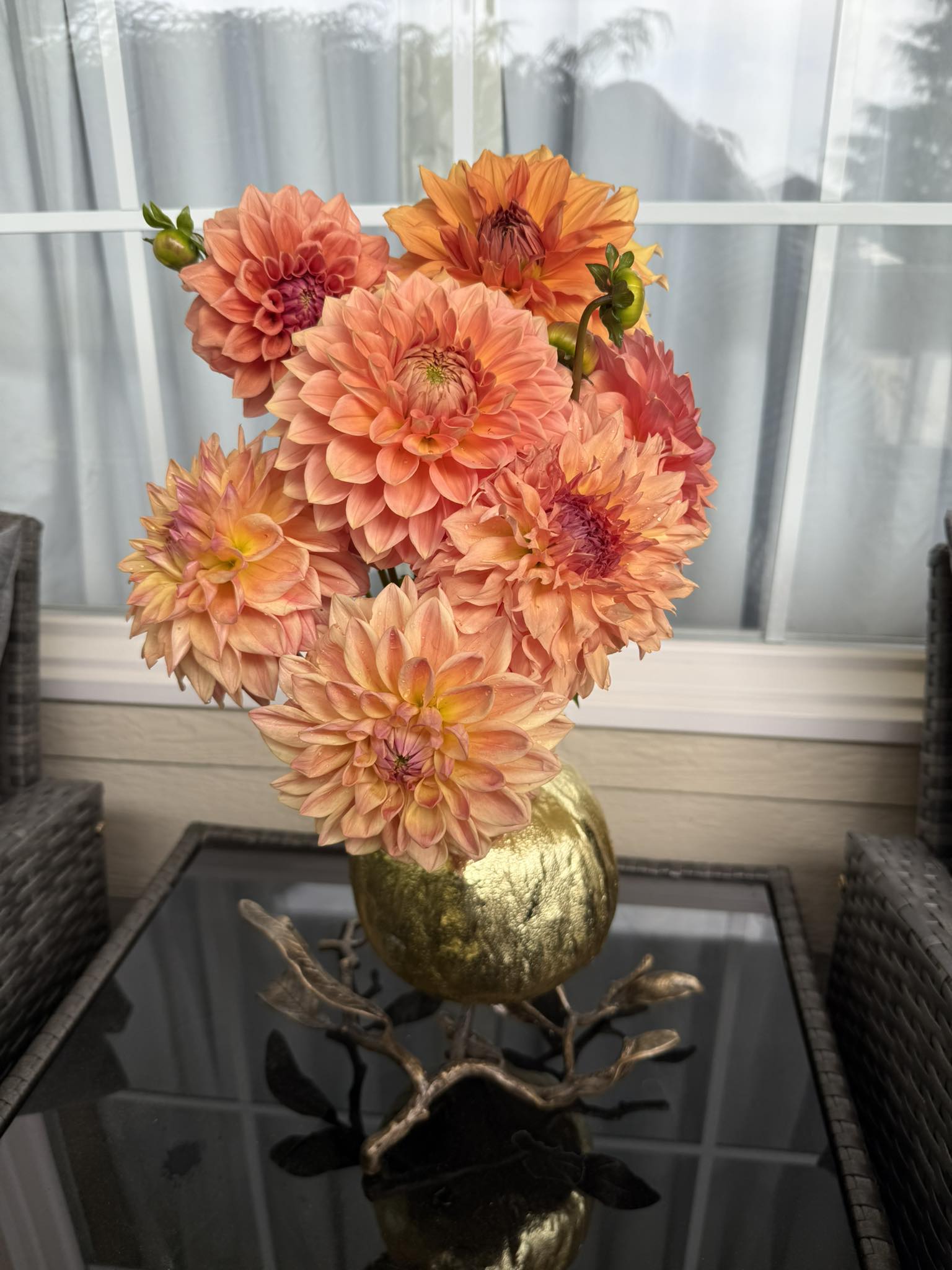 Aloa Kristina Vogel Ivy's Blooms garden!❤️