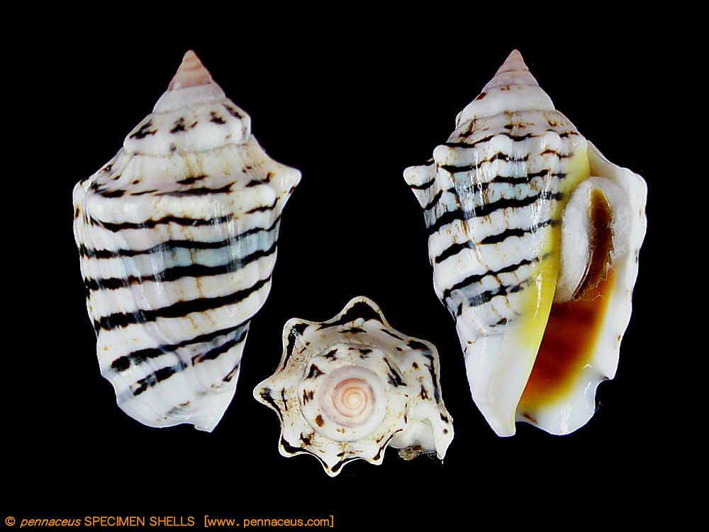 Darioconus auricomus, mm.47+ by divers at about 20 mt.depth from