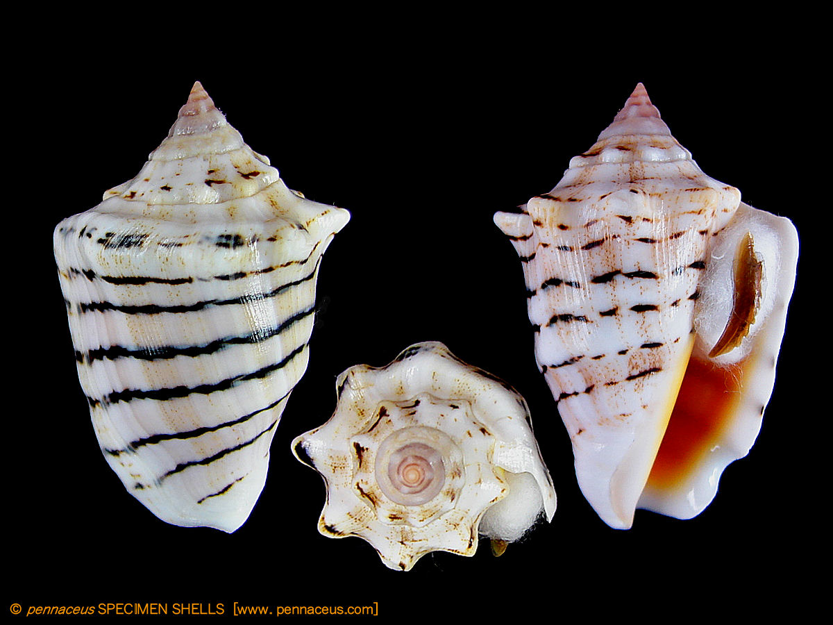Darioconus auricomus, mm.47+ by divers at about 20 mt.depth from