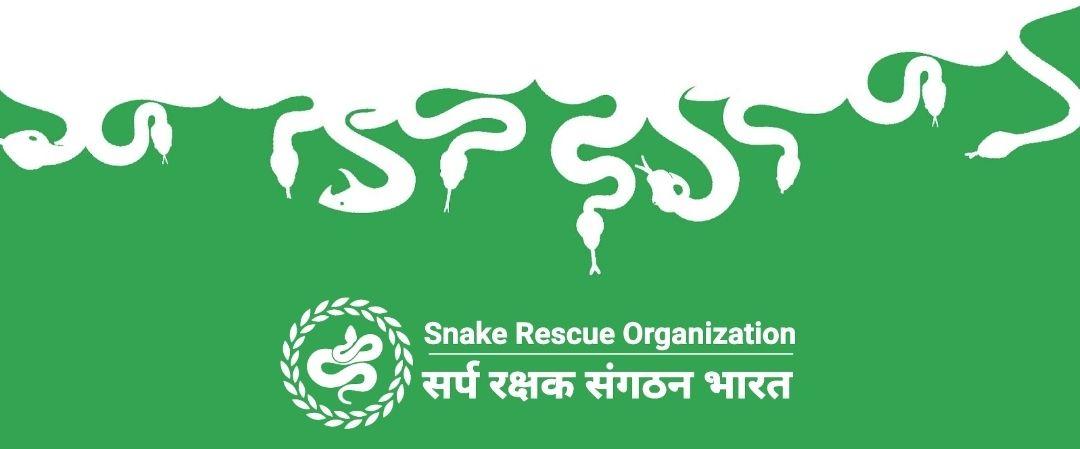 Snake Rescue Organization | Ahmedabad