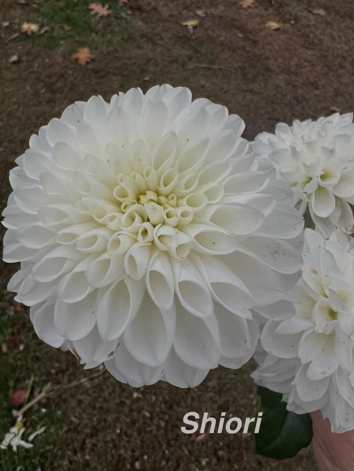 TL Blooms Flower Farm | Butler PA