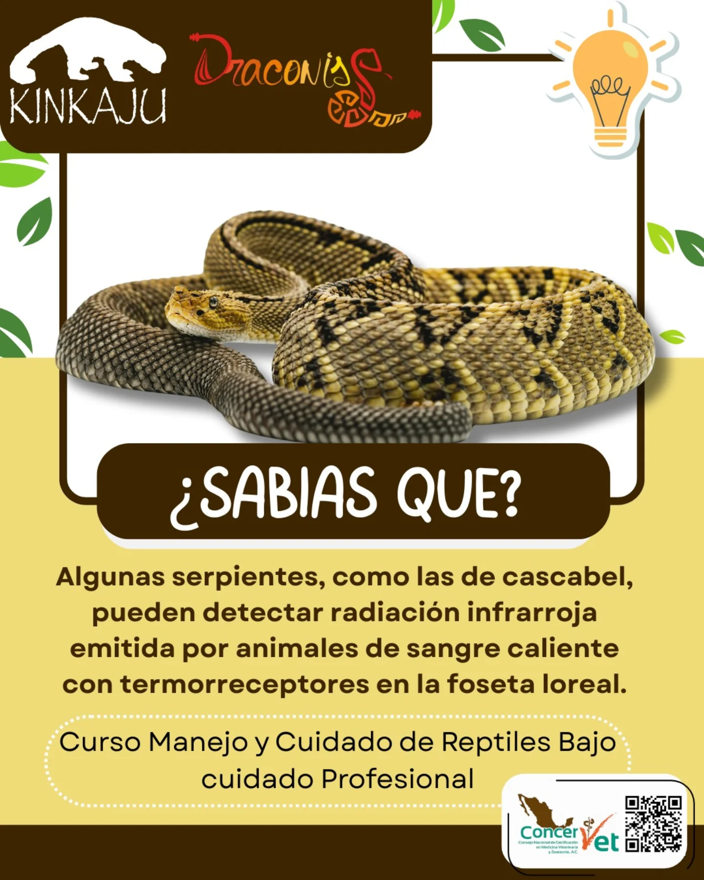 Kinkaju