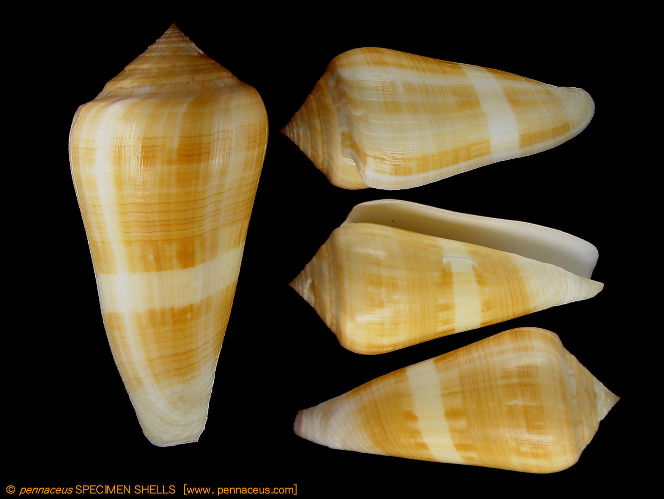 Callistocypraea broderipii, mm.91 Dived at 35 mt.depth. in cave