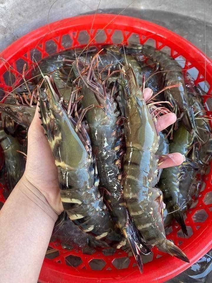 Quỳnh Hồng