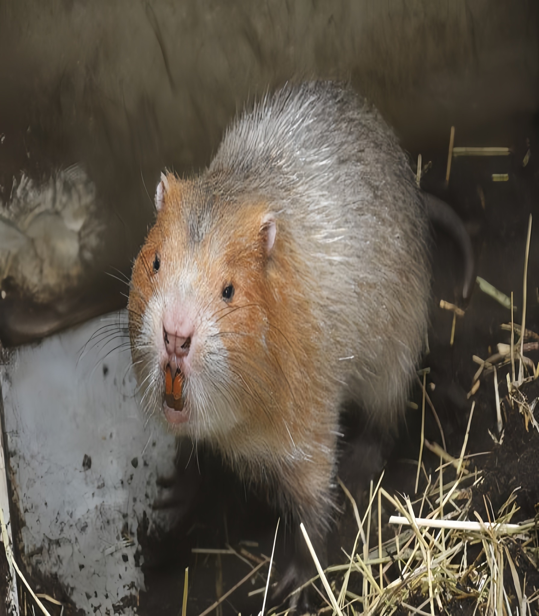 Awesome - Chunky, chubby, and oddly charming—meet the Bamboo Rat ...