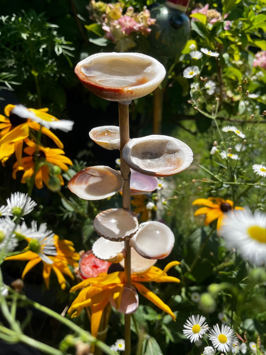 Top - DIY Seashell Water Feeder for Insects! Use a branch and collected ...