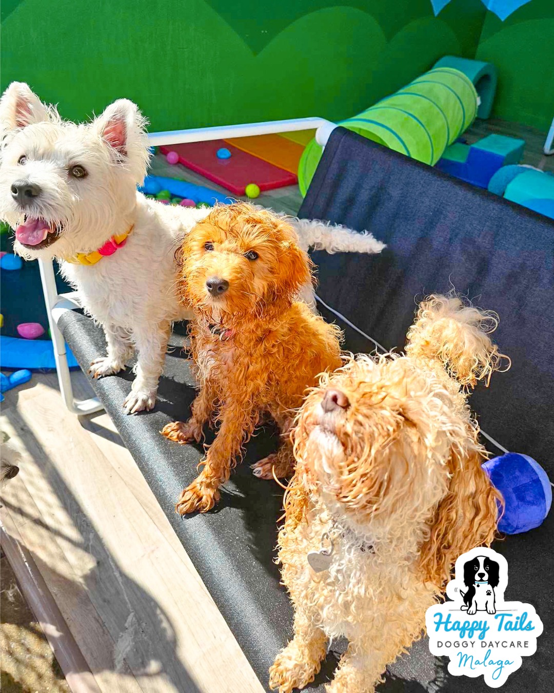 Happy Tails Malaga