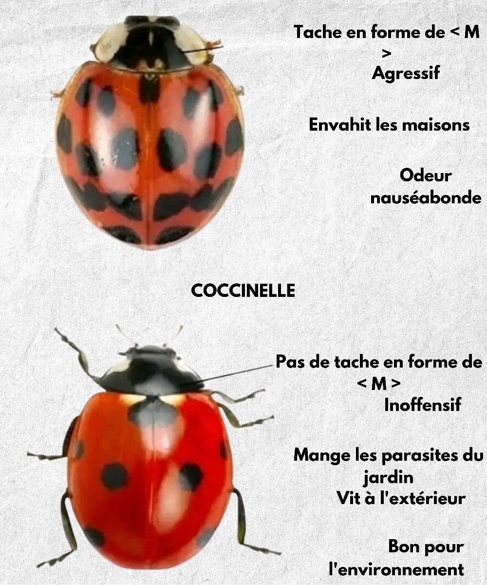 Astuces - À retenir 🐞 1️⃣ Le scarabée asiatique peut envahir les ...