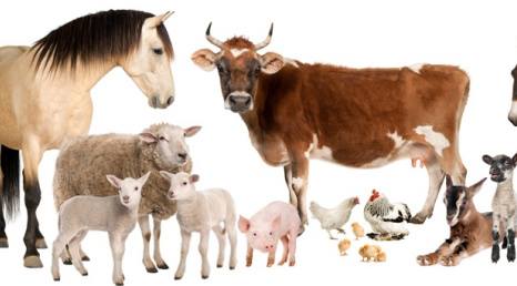 las vegas buy sell and free farm animals | Hello, I was wondering if i ...