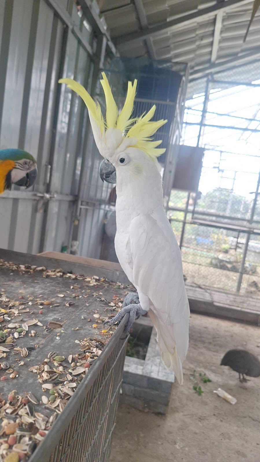 Image showcasing Rafsan,s parrot aviary added a... - Rafsan,s parrot aviary