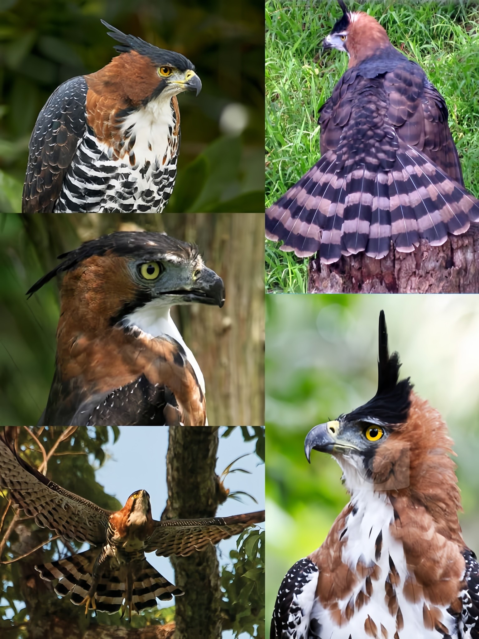 Awesome - Crested crown and deadly dive—the Ornate Hawk-Eagle is the ...