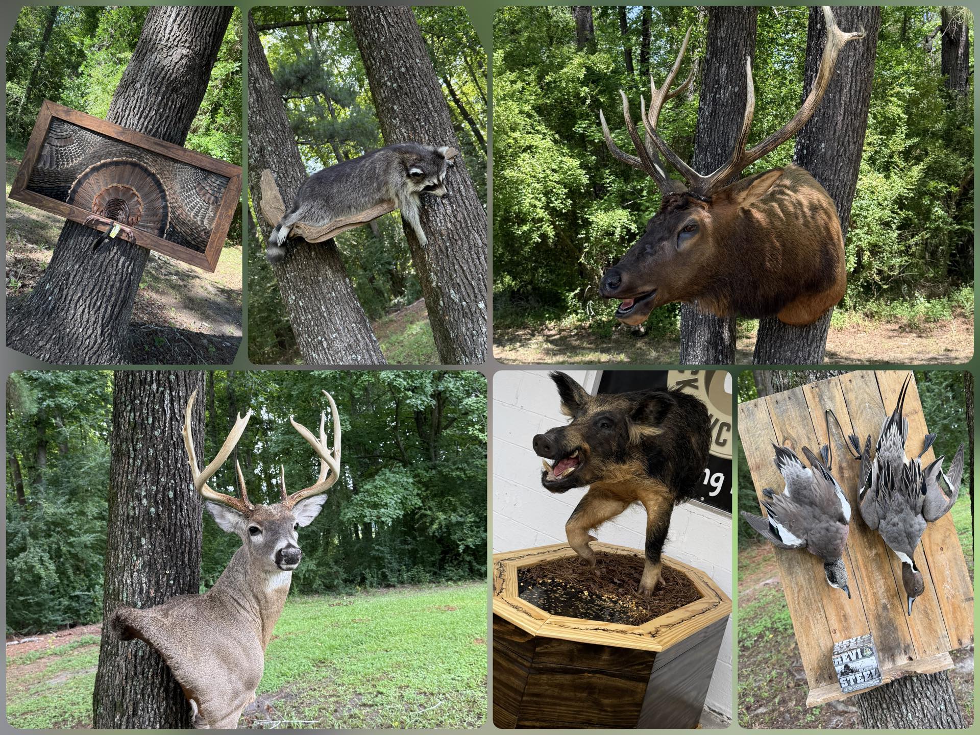 Buck Buck Moose Deer Processing & Taxidermy | Nichols SC