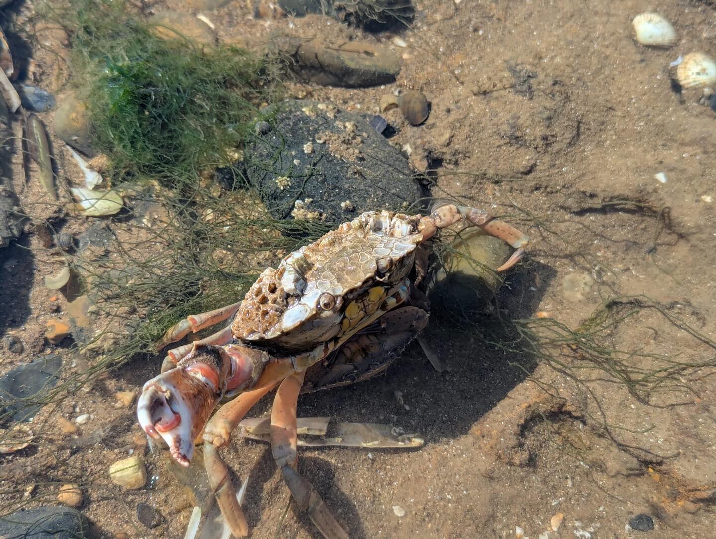Gouvernment - Crab sunny Day out Image H.S.H Prince Consort Jeremy ...