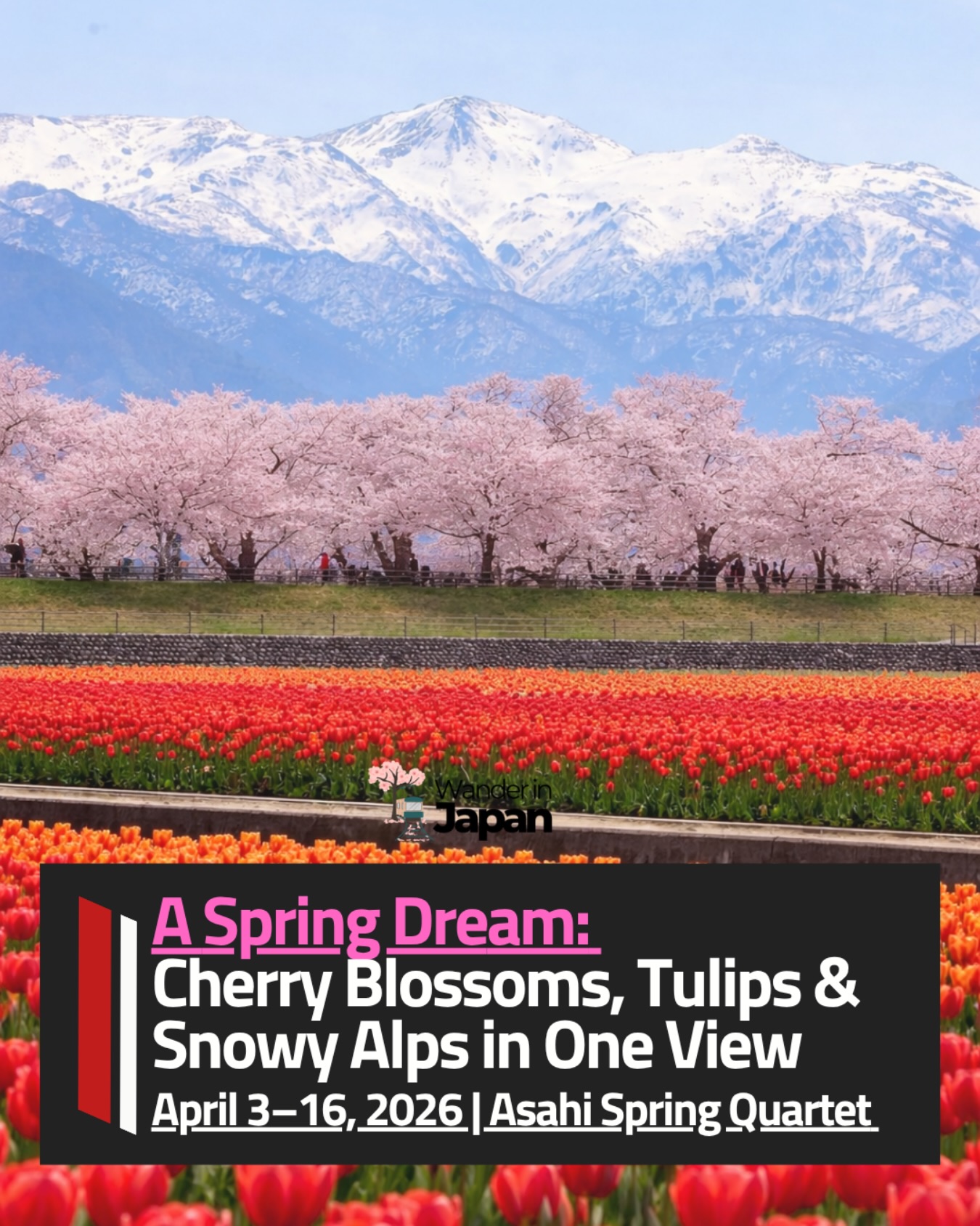 Spring Magic in Asahi Town, Toyama 🇯🇵🌷 Experience a