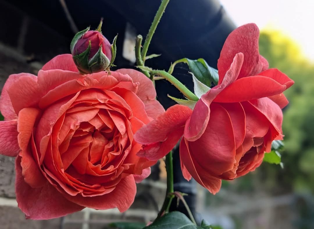 David Austin Rose Lovers & Rose Enthusiasts | Iceberg today ☺️ | Facebook