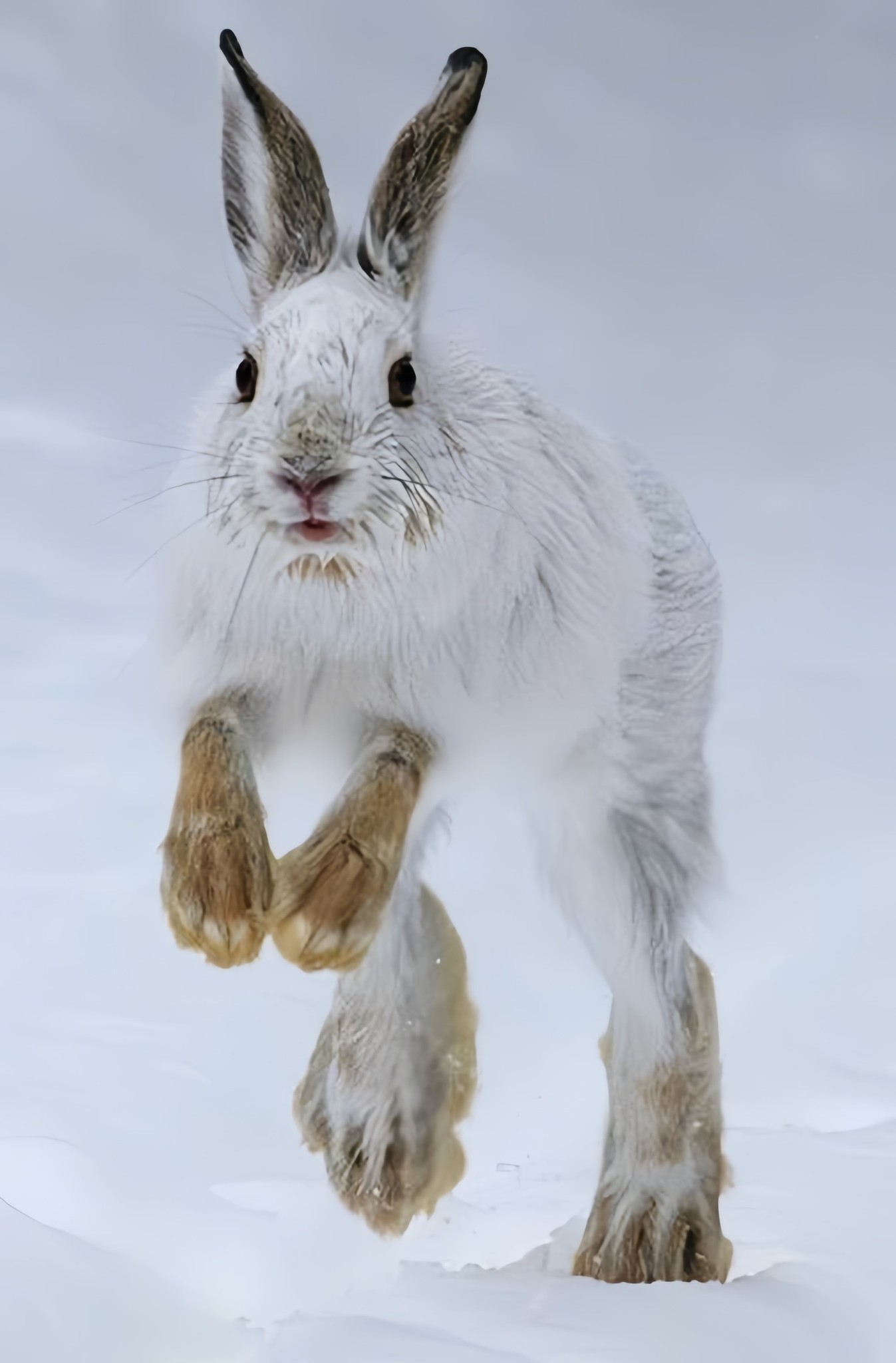 Awesome - Meet the master of winter camouflage — the Snowshoe Hare! 🌲👀 ...
