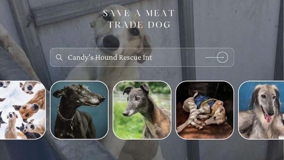 Candy’s Hound Rescue | Lincoln