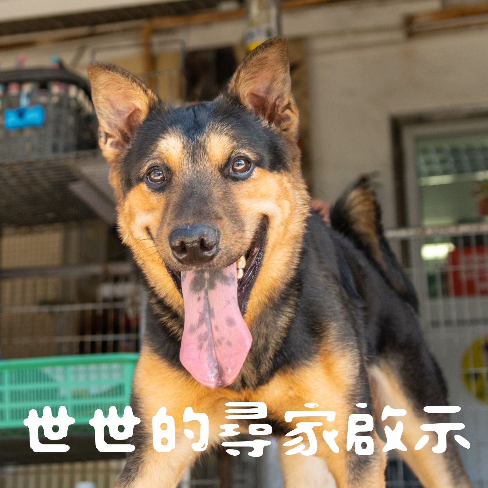 SAA 保護遺棄動物協會 - 多謝徐濠縈小姐為《ART X ANIMALS》 慈善動物藝術展 設計其中一隻POPek Balloon Dog狗 ...