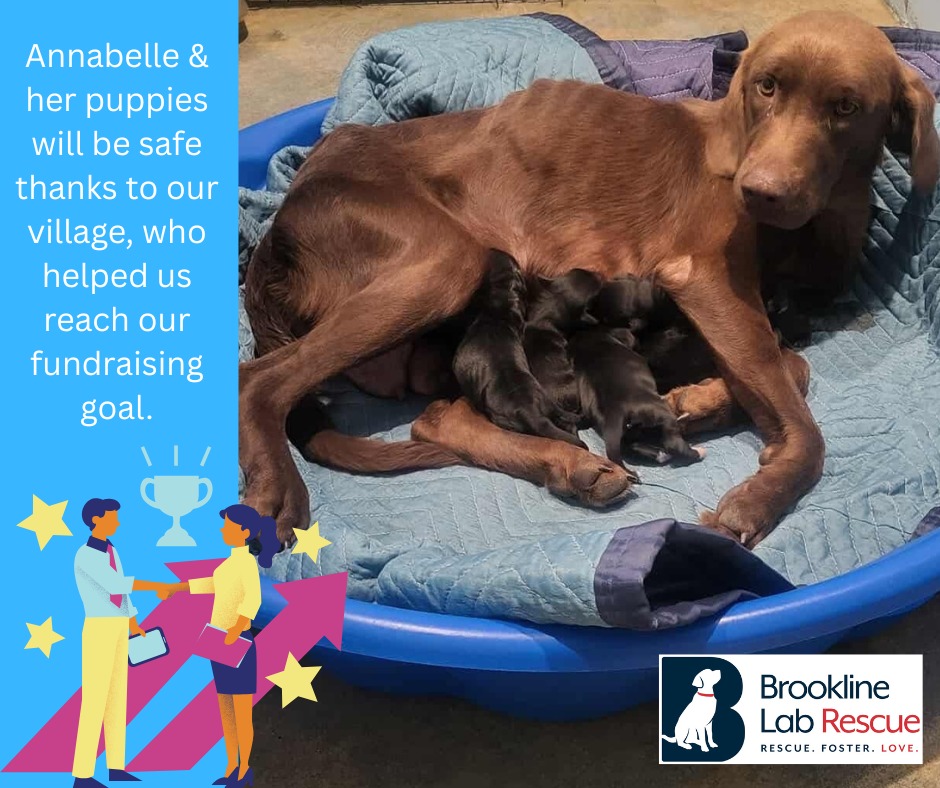🌟 WE DID... - Brookline Labrador Retriever Rescue | Facebook